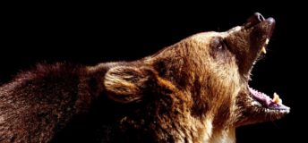 Photo of brown bearing roaring