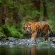 picture of a tiger