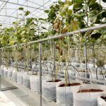 Food, supply chain, agtech, greenhouse, indoor farming, CEA
