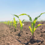 New shoots representing emergng managers