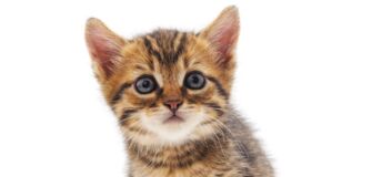 Photo of adorable kitten.
